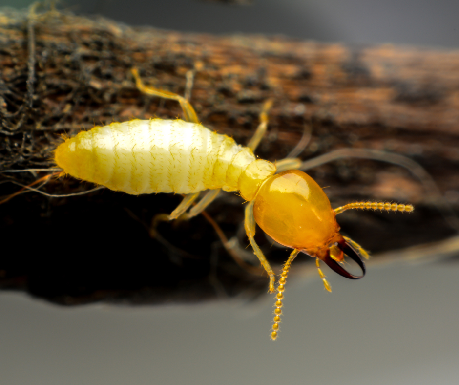 Exterminate, Control, and Prevent Termites in Davenport, FL